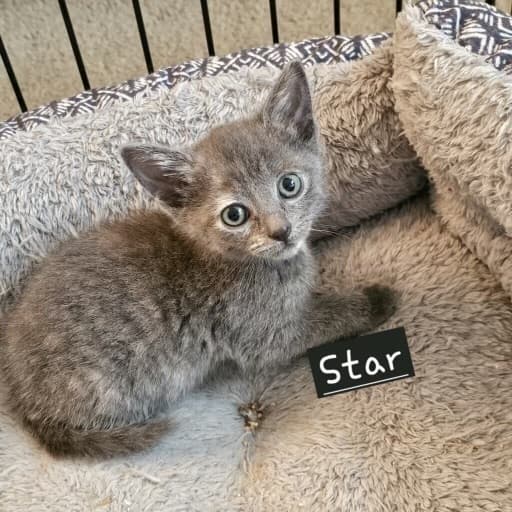 Star (Campground Cuties Litter)