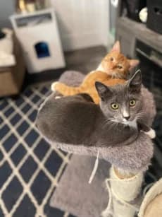 Happy cats rescued by KittyMamas